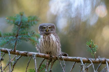 Pygmy Owl