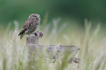 Little owl with meal