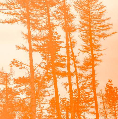 if the trees were orange