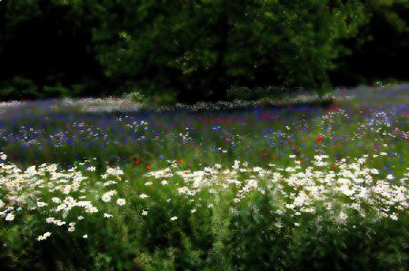 Music meadow