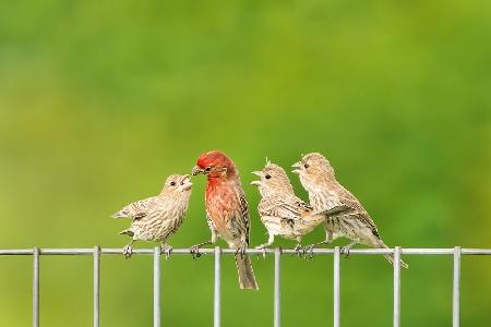 House Finches