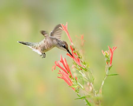 Ruby-throated Hummingbird