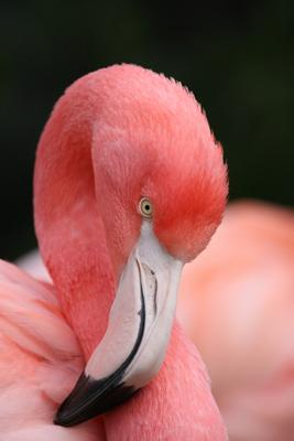 Flamingo à Alexander Kautz