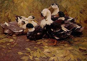 six canards dans le feuillage d'automne à Alexander Koester