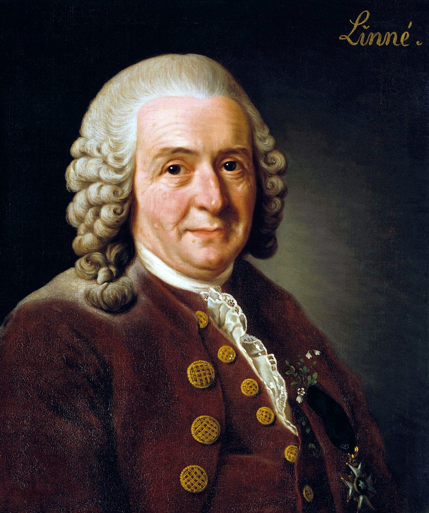Portrait of Carl Linnaeus (1707-1778) à Alexander Roslin