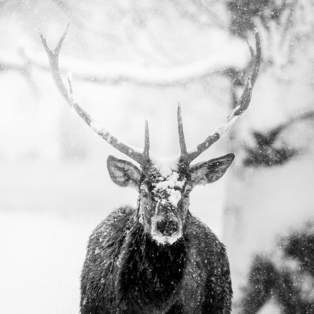 Male deer in heavy snow à Alexandru Handrache