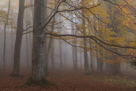 Foggy woodland