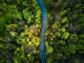 Road in the forest