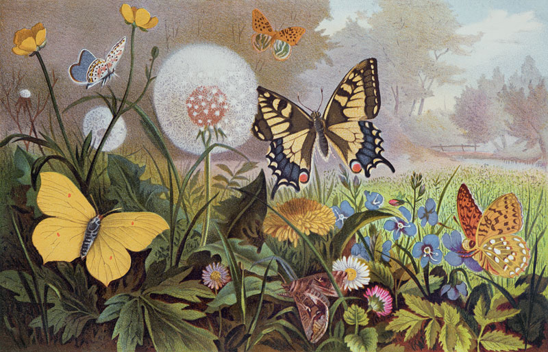 Butterflies, illustration from an Hungarian natural history book, c.1900 (colour litho) à Alfred Brehm
