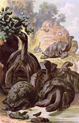 Giant Tortoises from the Galapagos Islands, from a natural history book, 1887 (colour litho) à Alfred Brehm