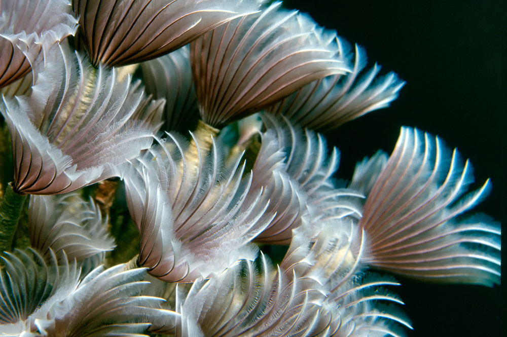 Feather Duster Worms à Alfred Forns