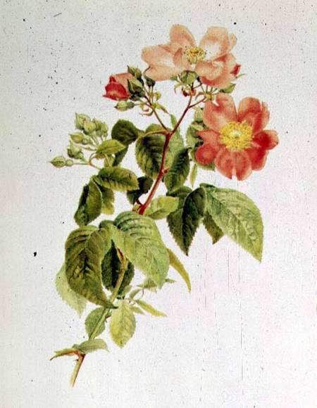 Rosa setigera (The Prairie Rose) by Alfred Parsons (1847-1920) à Alfred Parsons