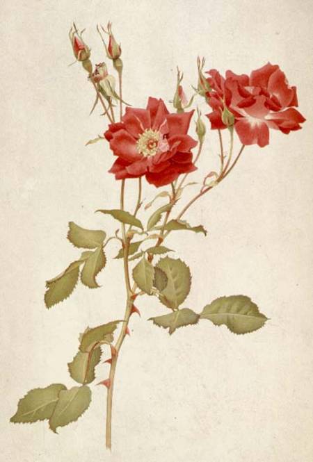 Rose: Bourbon à Alfred Parsons