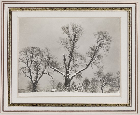 Trees in Winter à Alfred Stieglitz