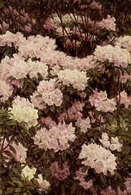Rhododendron-Blueten à Alfrida Vilhelmine Ludovica Baadsgaard