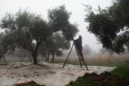 Olive Workers 4