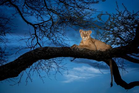 Her majesty in the light!