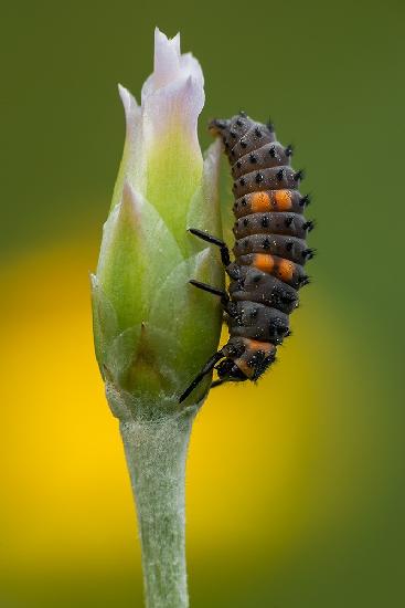 Coccinella Septempunctata (Larva)