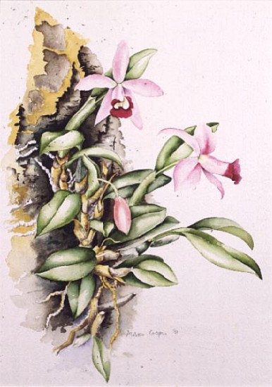 15:Orchid: Laelia pumila, by Alison Cooper (living artist)  à Alison  Cooper