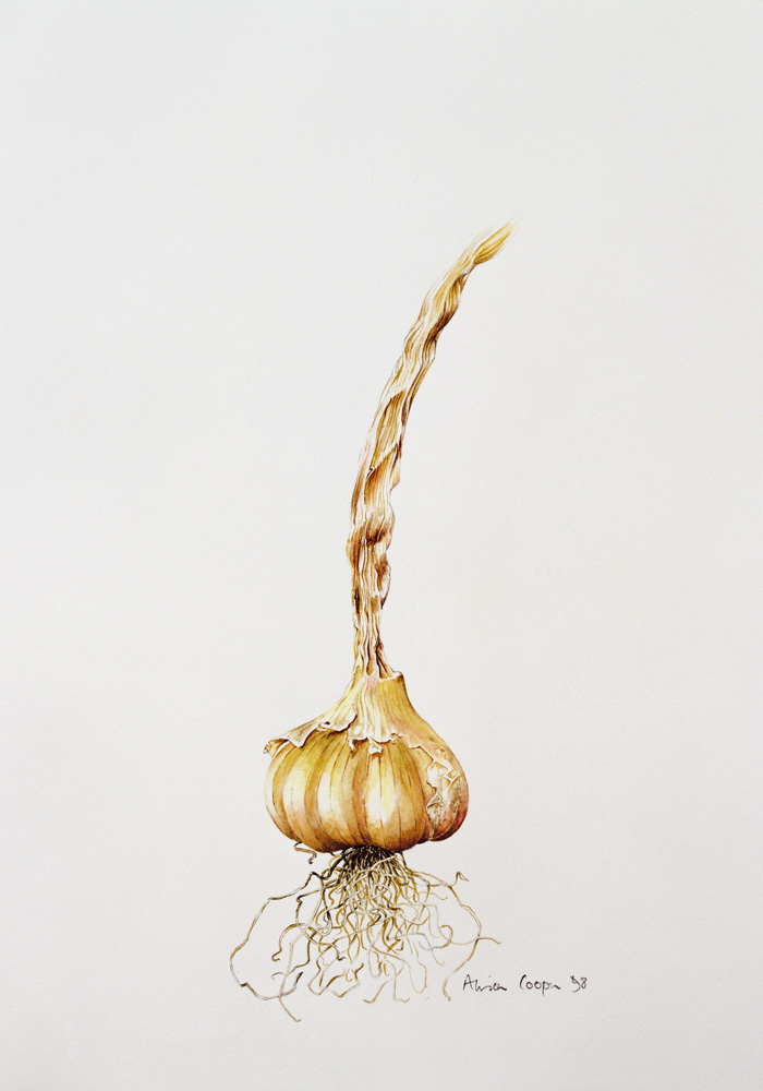 Onion à Alison  Cooper