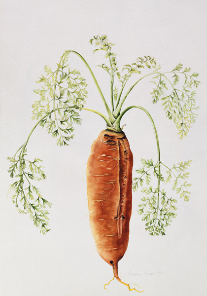 Carrot from my Garden (w/c)  à Alison  Cooper