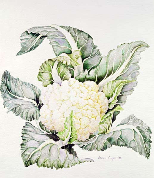 Cauliflower Study, 1993 (w/c)  à Alison  Cooper