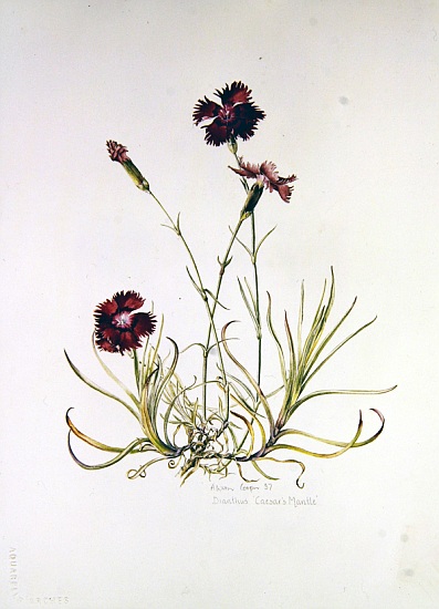 Dianthus Caesars Mantle à Alison  Cooper