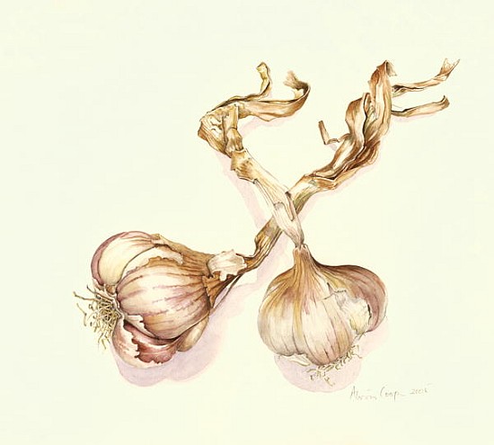 Garlic bulbs, 2005 (w/c on paper)  à Alison  Cooper
