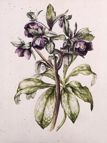 Helleborus Orientalis from Helen Ballard (dark purple flowers)  à Alison  Cooper