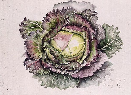 January King Cabbage (w/c)  à Alison  Cooper