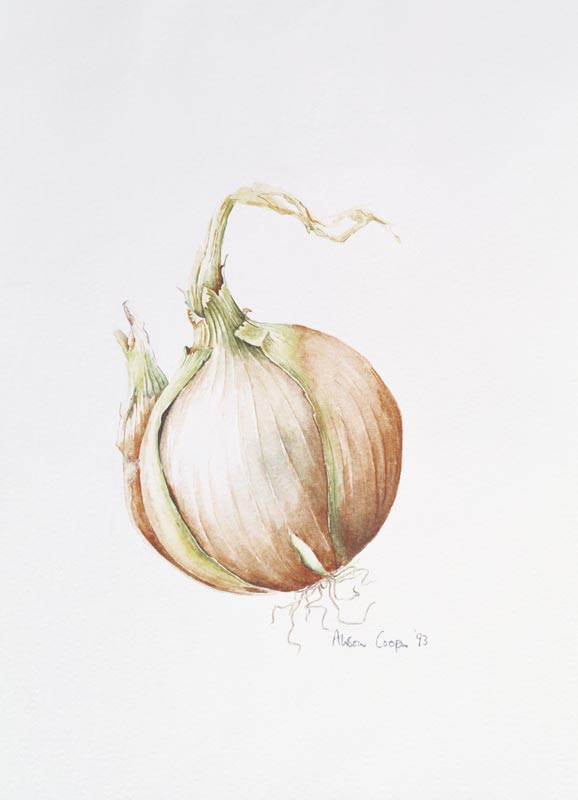 Onion Study, 1993 (w/c)  à Alison  Cooper