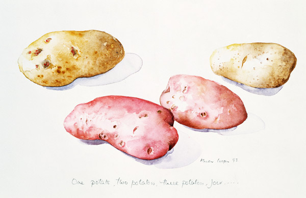 Potato Study, 1993 (w/c)  à Alison  Cooper