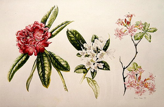 Rhododendron à Alison  Cooper