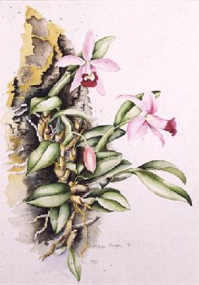 15:Orchid: Laelia pumila, by Alison Cooper (living artist) 