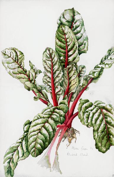 Rhubarb Chard, 1992 (w/c on paper) 