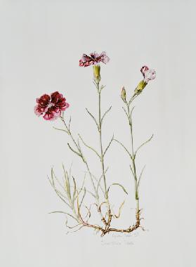 Dianthus Hope