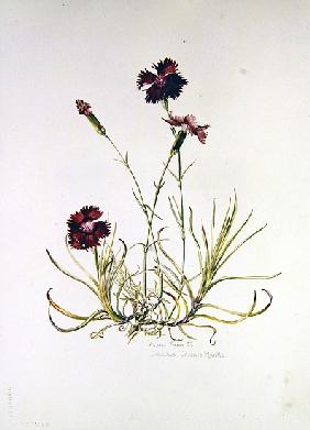 Dianthus Caesars Mantle