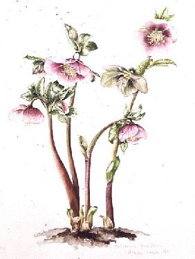 Lenten Rose: Helleborus orientalis (w/c) 