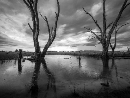 Wilderness old tree