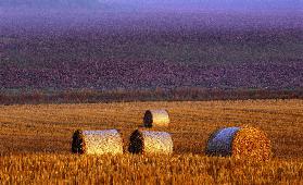 Farmers field