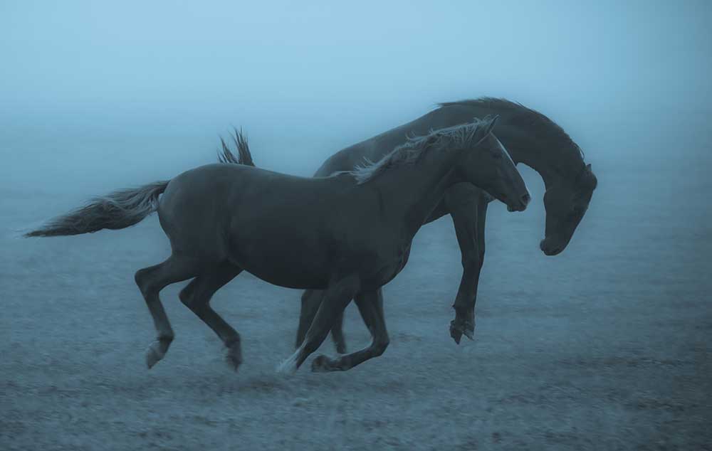 Horses in the fog à Allan Wallberg