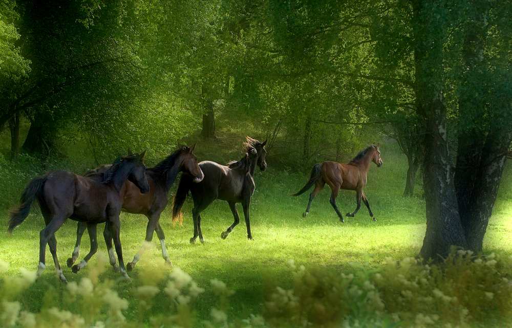 Running Horses à Allan Wallberg