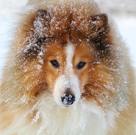 Sheltie dog