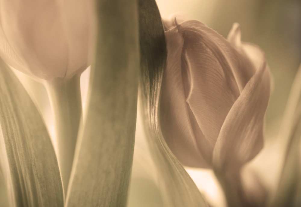 Tulips à Allan Wallberg