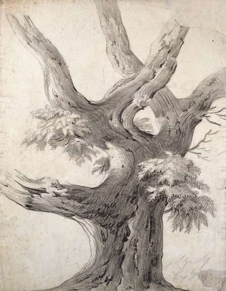 Study of a Tree à Alphonse Nicolas Michel Mandevare