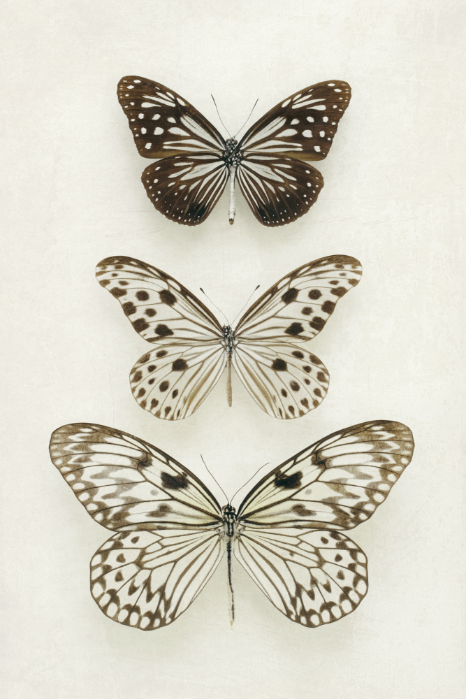 Three Neutral Butterflies à Alyson Fennell