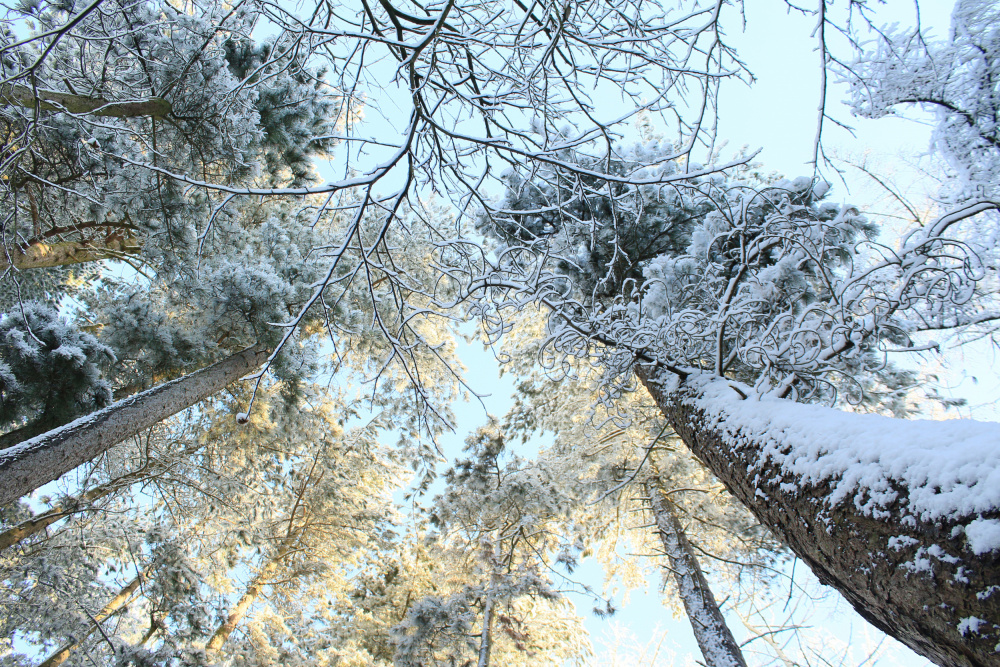 Tall Pine Trees, Snow, Golden Glow ii à Alyson Fennell