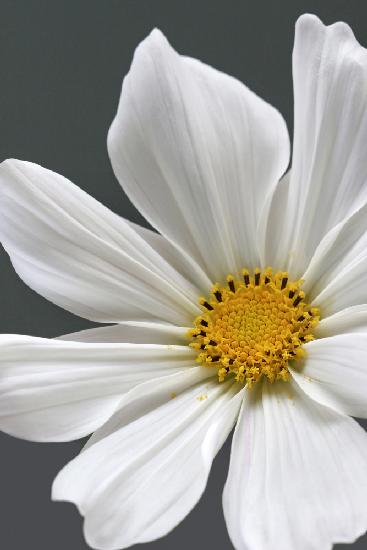 Cosmos Flower Closeup