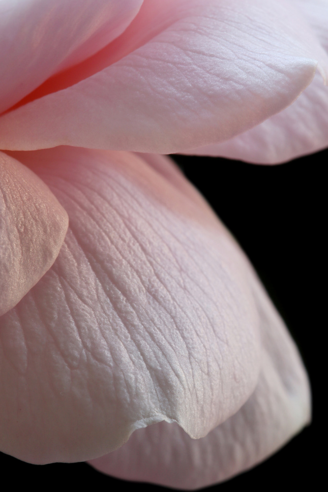 Pink English Rose Closeup à Alyson Fennell