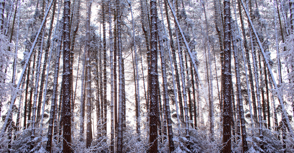 Panoramic Winter Pine Trees à Alyson Fennell